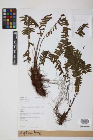 Asplenium bangii Hieron.