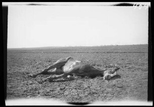 Schaulen (Šiauliai, Litauen): totes Pferd Stute "Withness" von Frauenholz] auf einem Feld ("Das dem Rittmeister Frauenholz unter dem Leib erschossene Pferd. 30.4.1915")