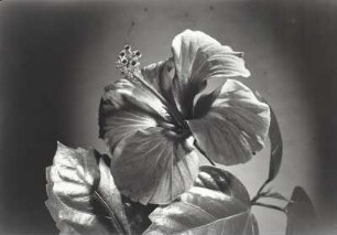 Hibiscus rosa-sinensis (Rosen-Eibisch/Roter Hibiscus)