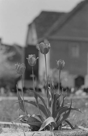 Blühende Tulpen auf einem Grab