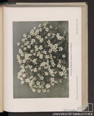 Dalmatinische Glockenblume (Campanula Portenschlagiana)