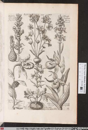 [Frauenschuh und andere Orchideen]