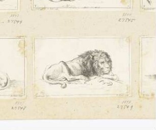 Liegender Löwe, nach rechts, mit offenen Augen, Blatt 11 der Folge "Receuil de lions"