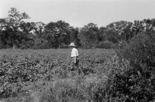 Plantage : Portrait eines Mannes auf einem Feld