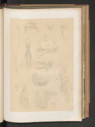Nordsee-Expedition 1872. Zoologie, Taf. VII.