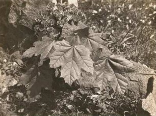 Spitzahornsämlinge (Acer platanoides L.), ein Jahr alt