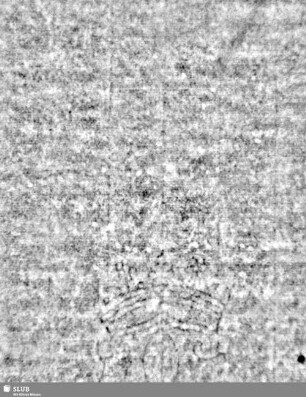 Lilienschild + IESV / LW = S.3/4
