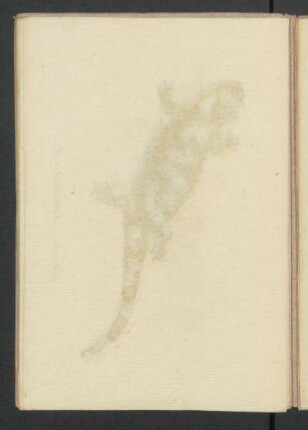 Lacerta Salamandra L.