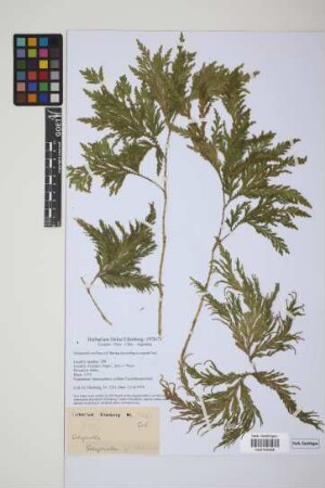 Selaginella stellata Spring
