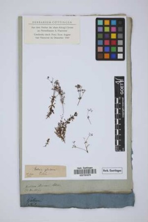 Galium glabrum Hoffm.