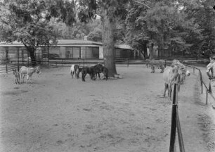 Görlitz. Tierpark. Gehege mit Eseln