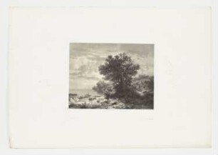 Bäume am See, Blatt 39 der Folge "Werke"