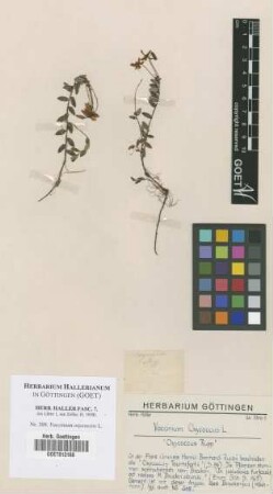 Vaccinium oxycoccos L.