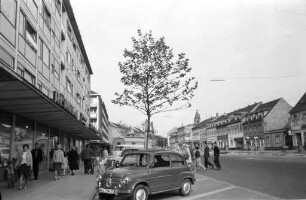 Pflanzung junger Platanen in der Rheinstraße.