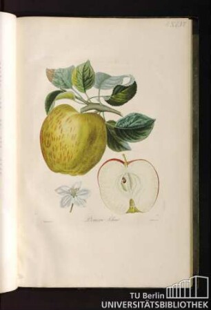 Pomme Lelieur.