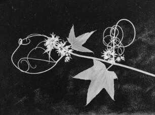Ranke der Stachelgurke mit Blüten