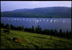 Schluchsee: Segelregatta auf dem Schluchsee, von der B 500 aus [im Vordergrund Kühe]
