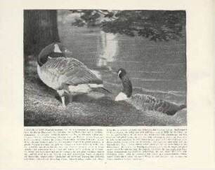 Kanadische Gans