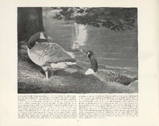Kanadische Gans