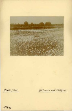 Niedersachsen, Schmalblättriges Wollgras (Eriophorum angustifolium) in einem Moor