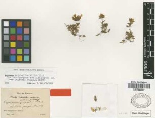 Erysimum rupestre DC. var. Boiss. & Huet calverti[Isosyntype]