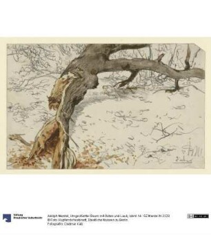 Umgestürzter Baum mit Ästen und Laub