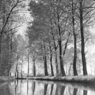 Hochwald in Leipe. : Wysokolěs w Lipjem.
