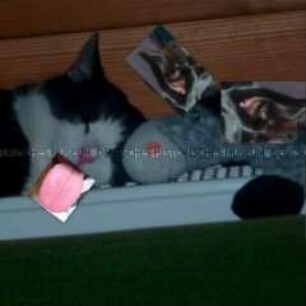 Katze mit montierter Zunge und Plüschtier mit montierten Ohren (Altersgruppe NL)