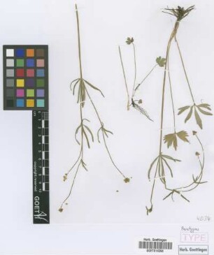 Ranunculus noricus E. H&ouml;randl & W. Gutermann[paratype]