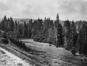 Am Waldrand : Blick von einem Weg auf einen Waldrand