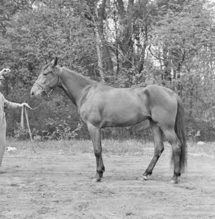 Mann führt Pferd mit Zügeln