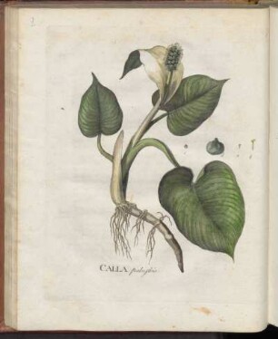 Calla palustris
