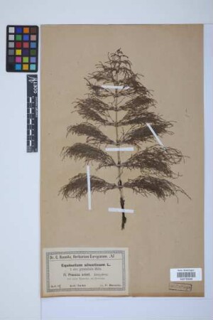 Equisetum sylvaticum L.