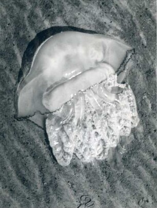 Qualle auf Wattboden, Nordsee