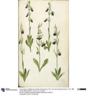 Horti Anckelmanniani, Tom. I [II nicht nachgewiesen], Bl. 174r - ## (Orchis ##)