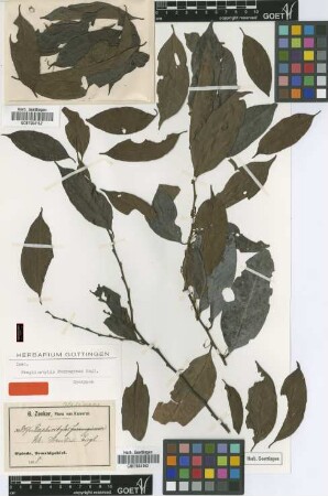 Rhaphiostylis zenkeri Engl. [type]
