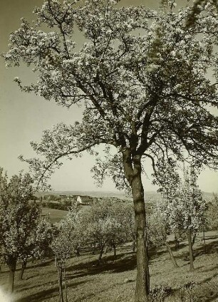 Goppeln. Blick von Südwesten über den Gebergrund