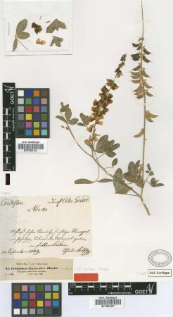 Crotalaria lupinoides Hochst. ex Benth. [type]