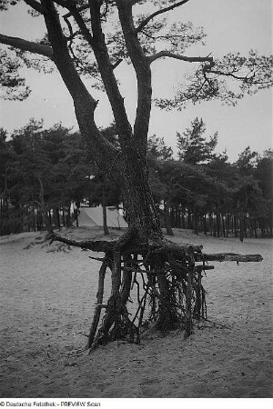 Stelzenkiefer auf Rügen