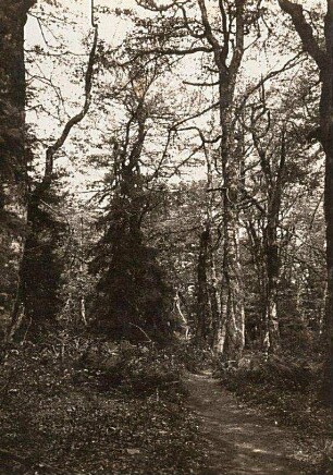 Waldweg im Altvatergebirge