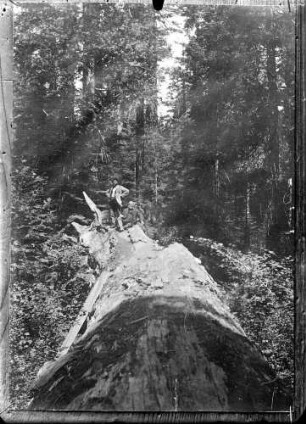 Zwei Wanderer auf einem umgestürzten mächtigen Baumstamm : Harz? Zwei Wanderer auf einem umgestürzten mächtigen Baumstamm