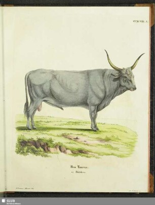 Bos Taurus. a) Podolicus