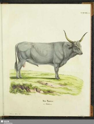 Bos Taurus. a) Podolicus