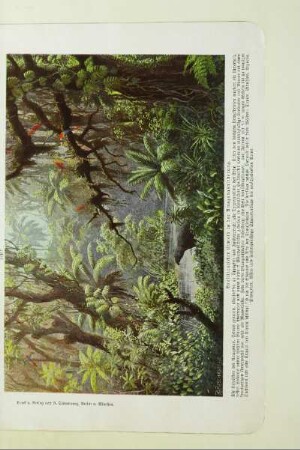 Brasilianischer Urwald in der Amazonasniederung