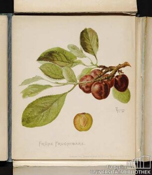 Frühe Fruchtbare