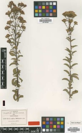 Stevia tephra B.L.Rob. [type]