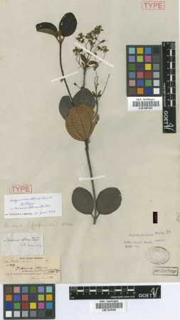Miconia obtusa (Griseb.) Triana [type]