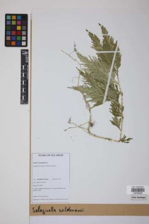 Selaginella willdenowii (Desv.) Baker