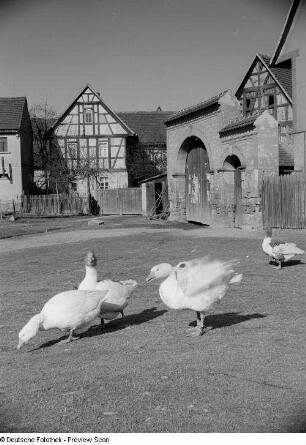 Dorfansicht mit Gänsen (Windischleuba ?)