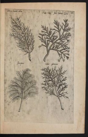 Taf. 42. [Sabina., Arbor vita, Juniperus und Cypressus]